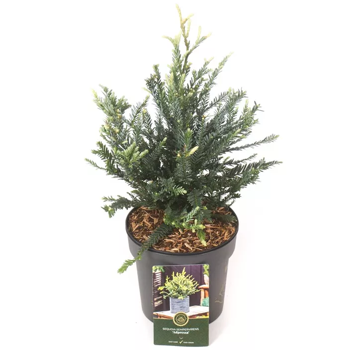 Küsten-Sequoie 'Adpressa'