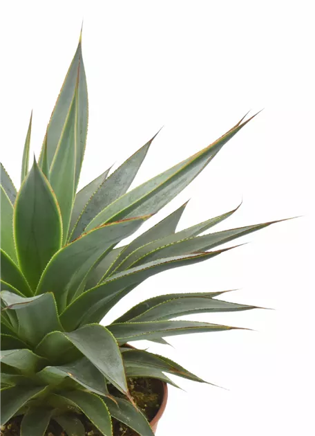 blauregen samen kaufen Afrikanischer Blauregen Bonsai Samen mit hoher Keimrate