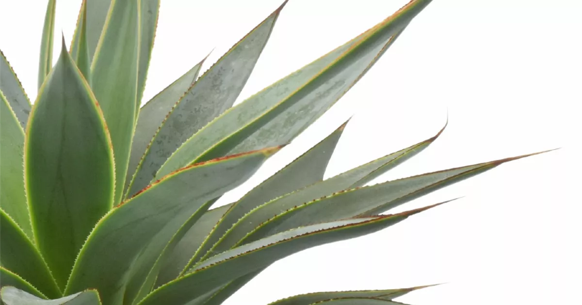 Agave Shaka Koko, Agave 'Shaka Koko' - Bellaflora