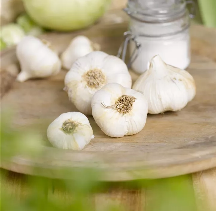 Echter Knoblauch