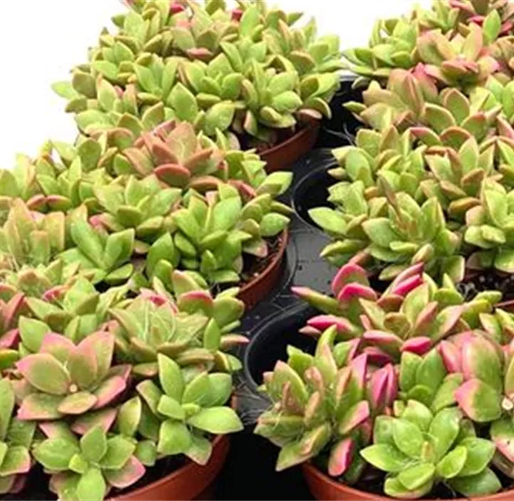 Anacampseros sunrise