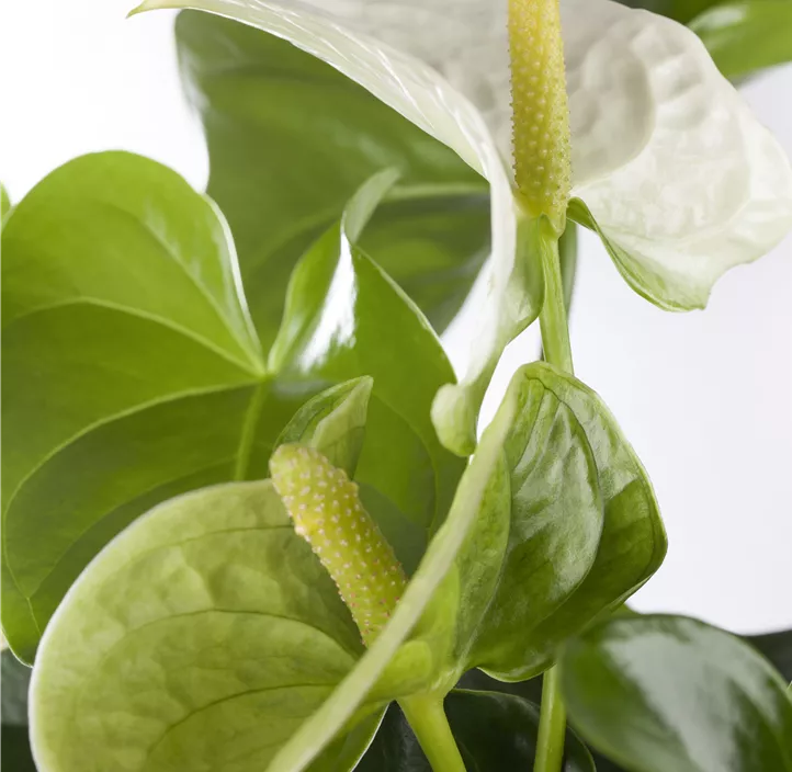 Flamingoblume im Glas Petit (Aqua Roots)