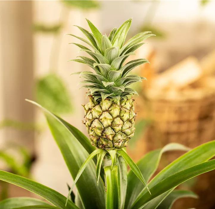 Ananas