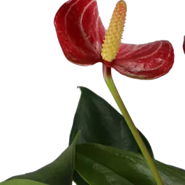 Anthurium andreanum Livium
