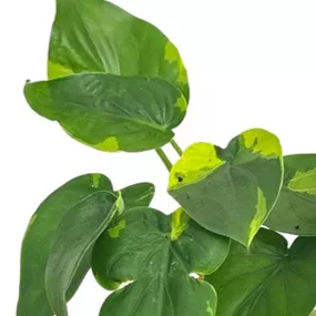 Alocasia cuculata 'Flame'