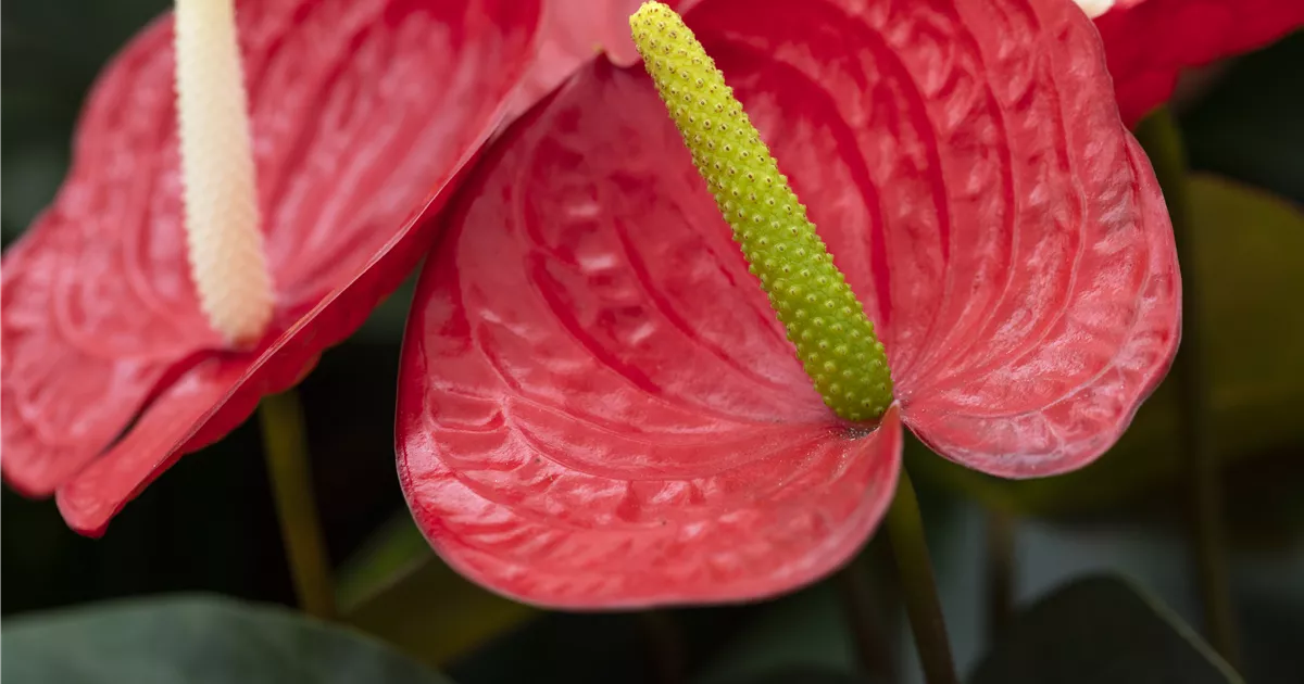 Anthurium andreanum Royal Red, Flamingoblume 'Royal Red Champion' -  Bellaflora