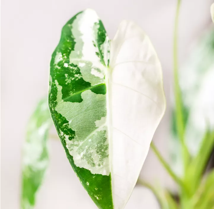 Pfeilblatt 'Frydek Variegata'