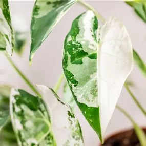 Alocasia Frydek variegata