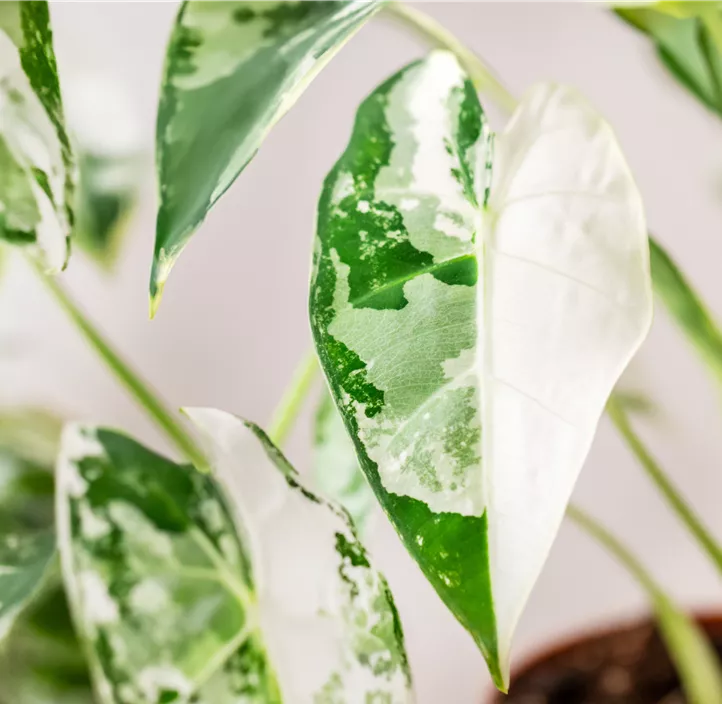 Pfeilblatt 'Frydek Variegata'