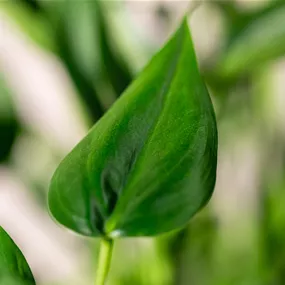 Alocasia Hybriden ‚Tiny Dancer‘