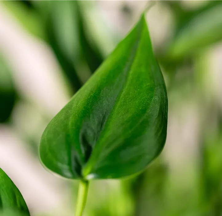 Pfeilblatt 'Tiny Dancer'