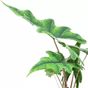 Alocasia Jacklyn