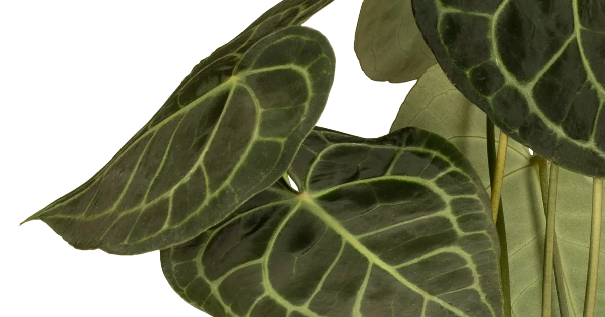 Anthurium clarinervium, Flamingoblume - Bellaflora