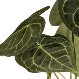 Anthurium clarinervium