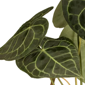 Anthurium clarinervium