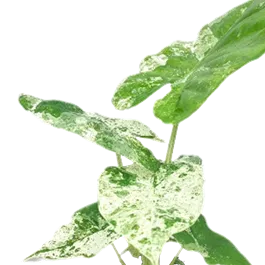 Alocasia macrorrhiza 'Splash'