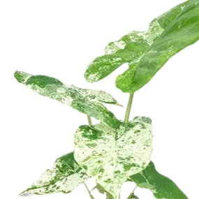 Alocasia macrorrhiza 'Splash'