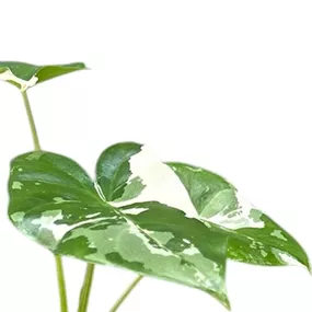 Alocasia macrorrhiza variegata