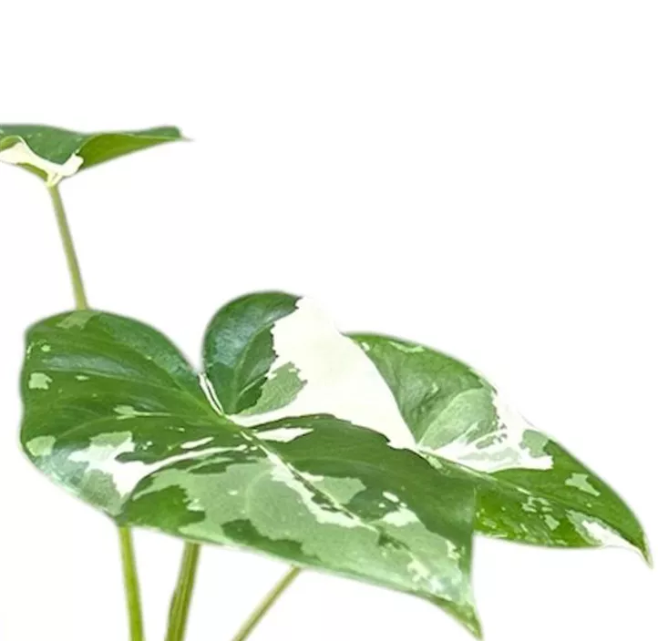 Elefantenohr variegata