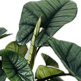 Alocasia Platinum