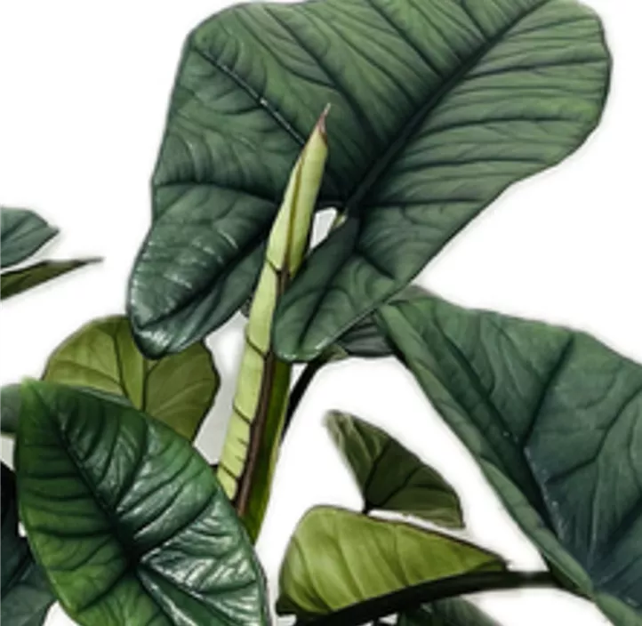 Pfeilblatt 'Platinum'