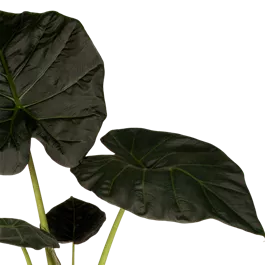 Alocasia regal shields