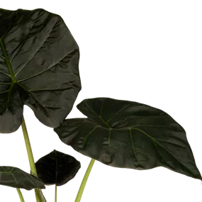 Alocasia regal shields