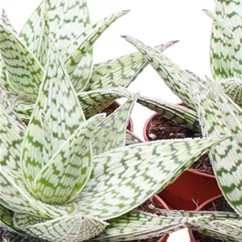 Aloe Demi