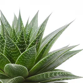 Aloe gladiator in Kermik Nice