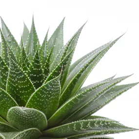 Aloe gladiator in Kermik Nice