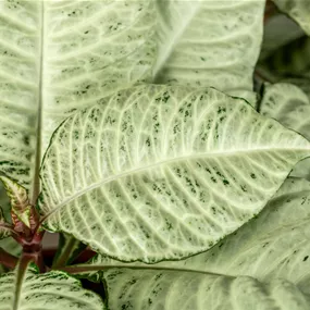 Aphelandra White Wash