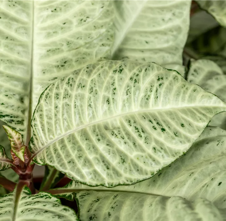 Glanzkölbchen 'White Wash'