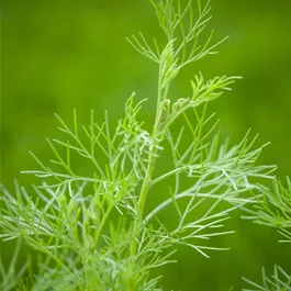 Artemisia abrotanum