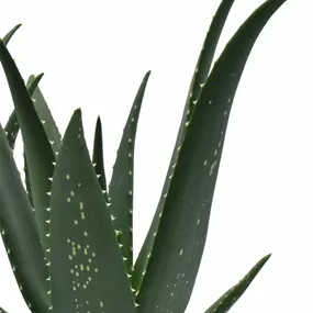 Aloe Medivera® Equator