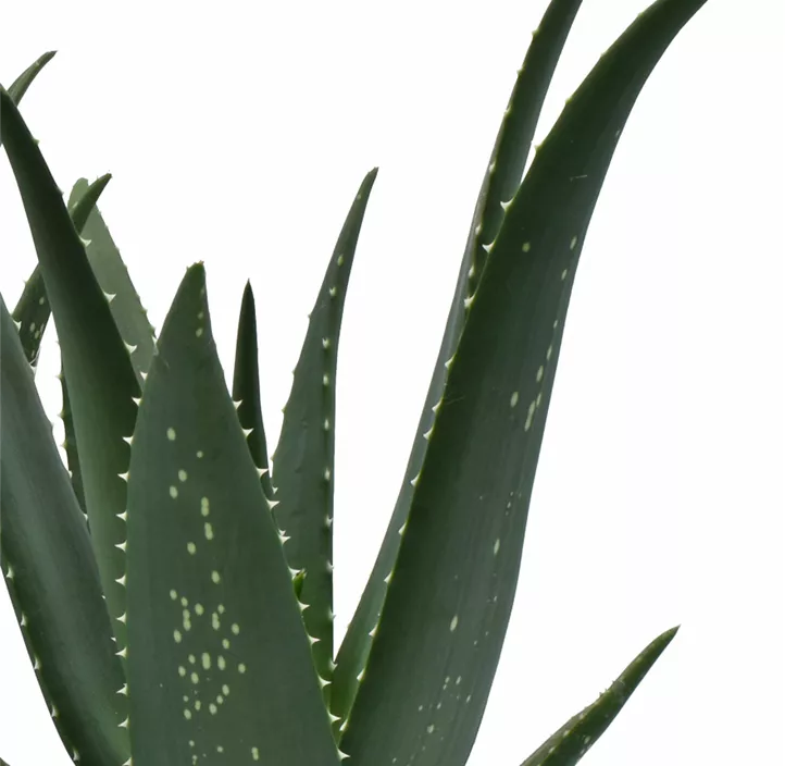 Aloe Equator