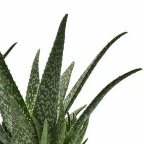 Aloe Medivera® Tropical