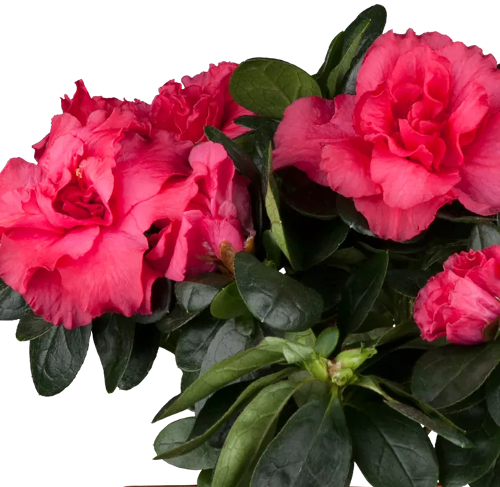 Japanische Azalee Hortinno® Evergreen 'Red'