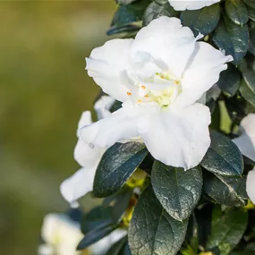 Azalea japonica Evergreen
