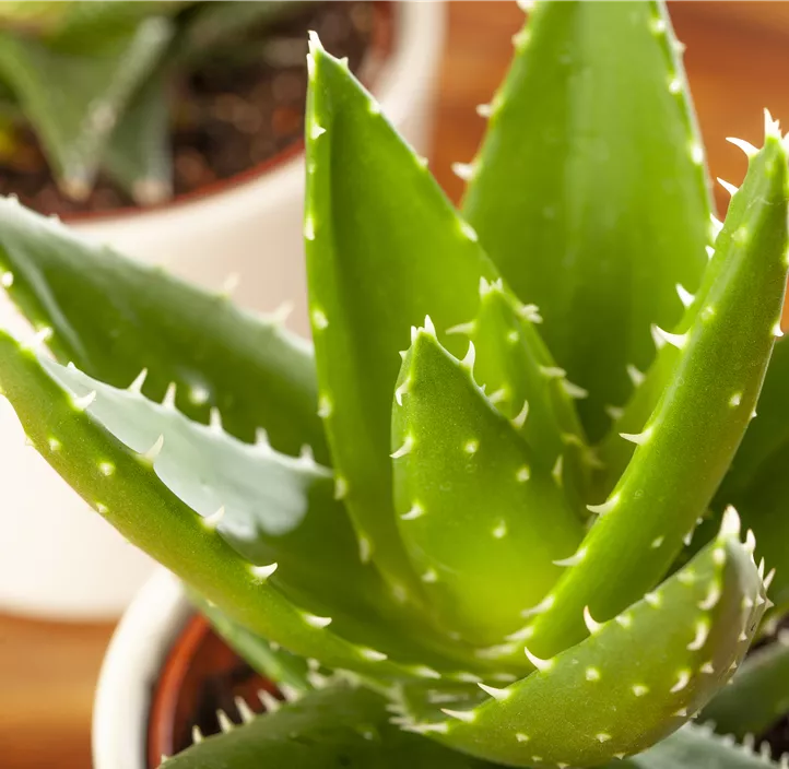 Aloe