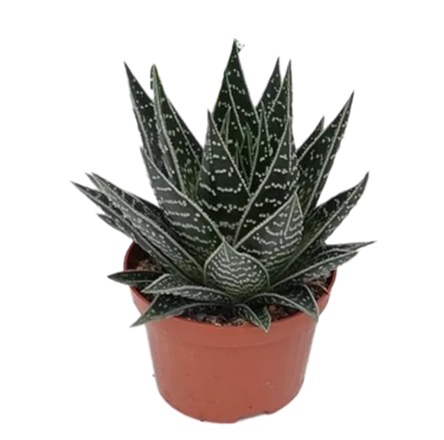 aloe vera gel bio test Aloe Vera Gel | Pure and Natural