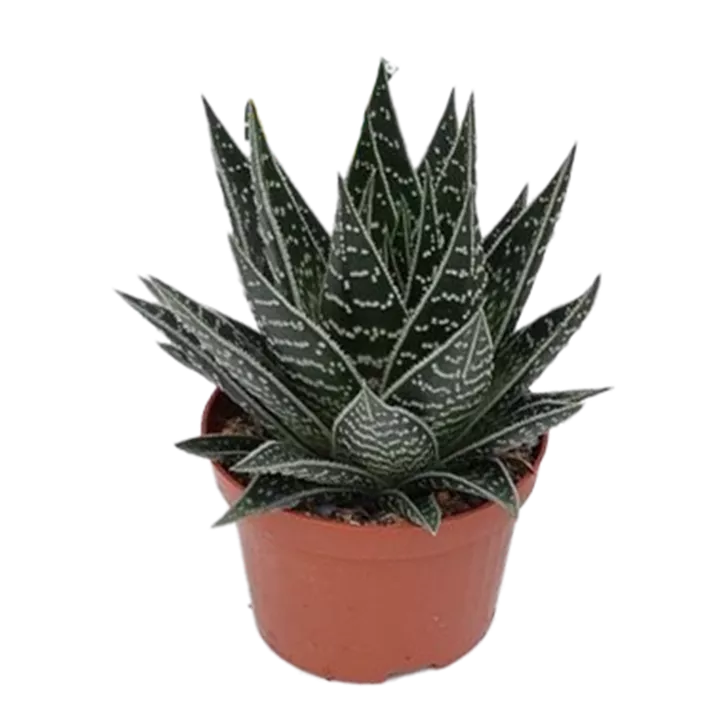 Aloe 'Tiki Tahi'