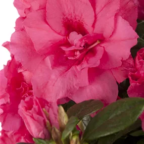 Azalea japonica Stamm