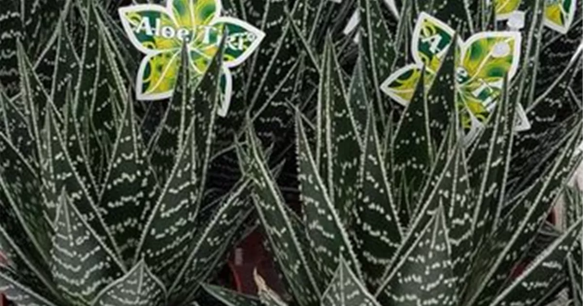 aloe vera health and beauty Aloe Vera Juice