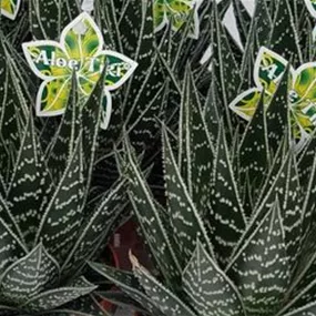 Aloe Tiki Tahi