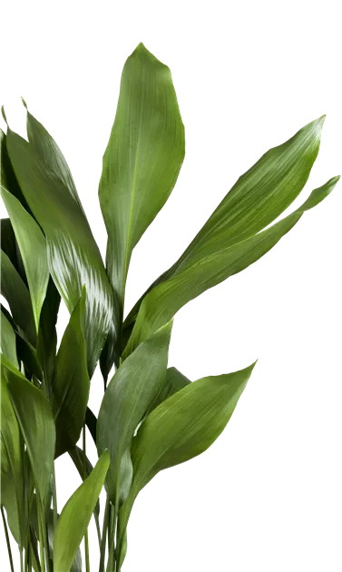 wie sehen agaven aus Agave 'Nigra' – Kontrast-Rosette main image 0