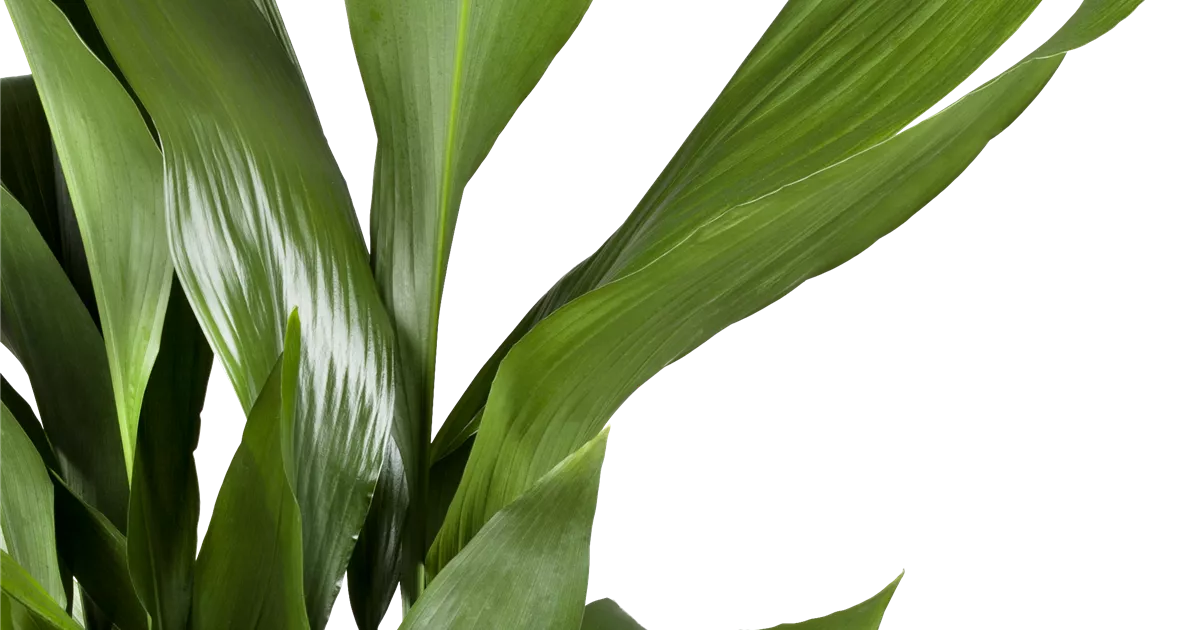 Aspidistra elatior, Schusterpalme - Bellaflora
