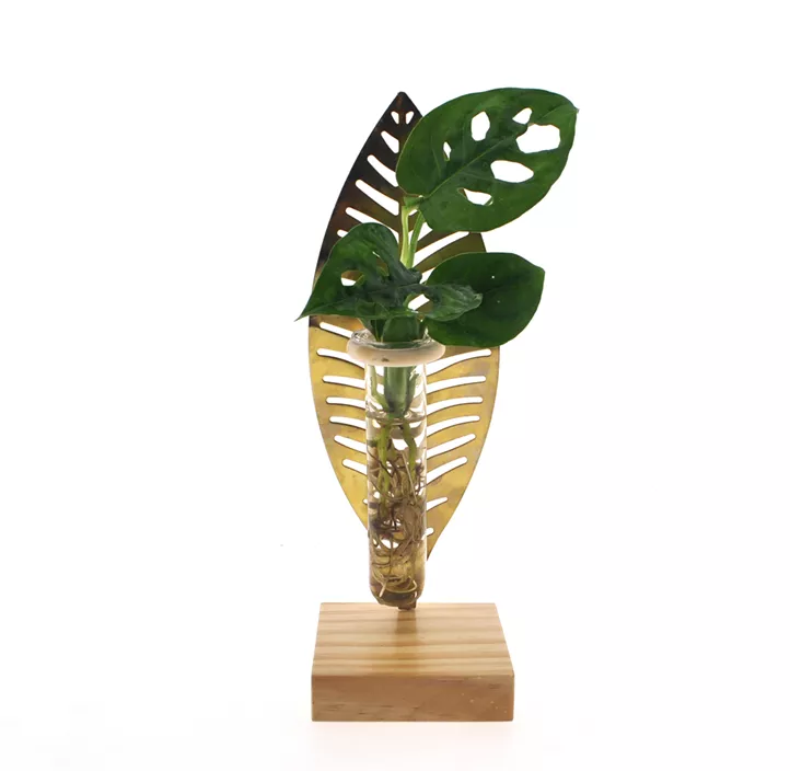 Arrangement Grünpflanze Goldenes Blatt