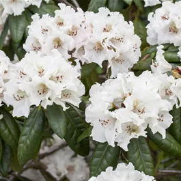 Azalee Hortinno Belli