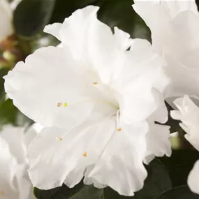 Azalee Hortinno Noralinde