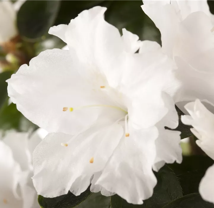 Zimmerazalee 'Noralinde'®